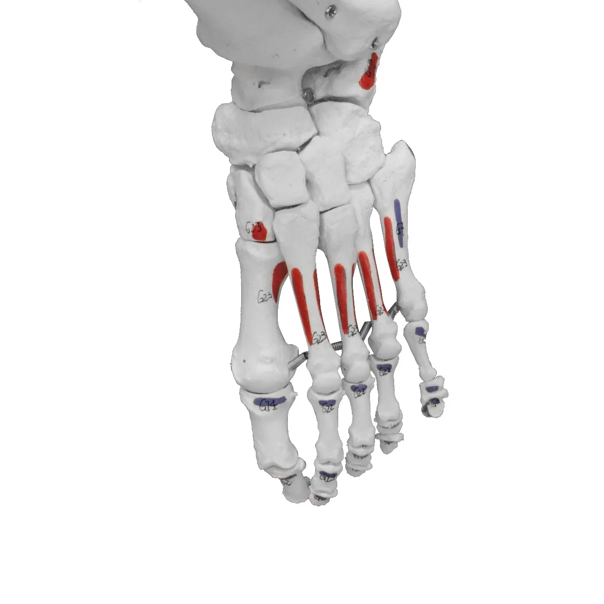 67" Full-Size Flexible Human Skeleton with Muscles - Image 3