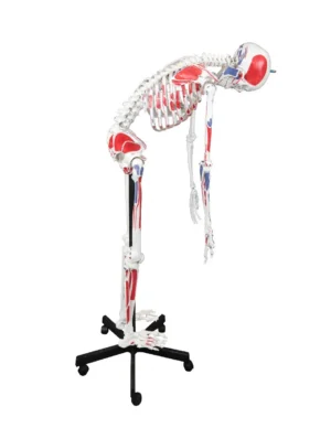 67" Full-Size Flexible Human Skeleton with Muscles