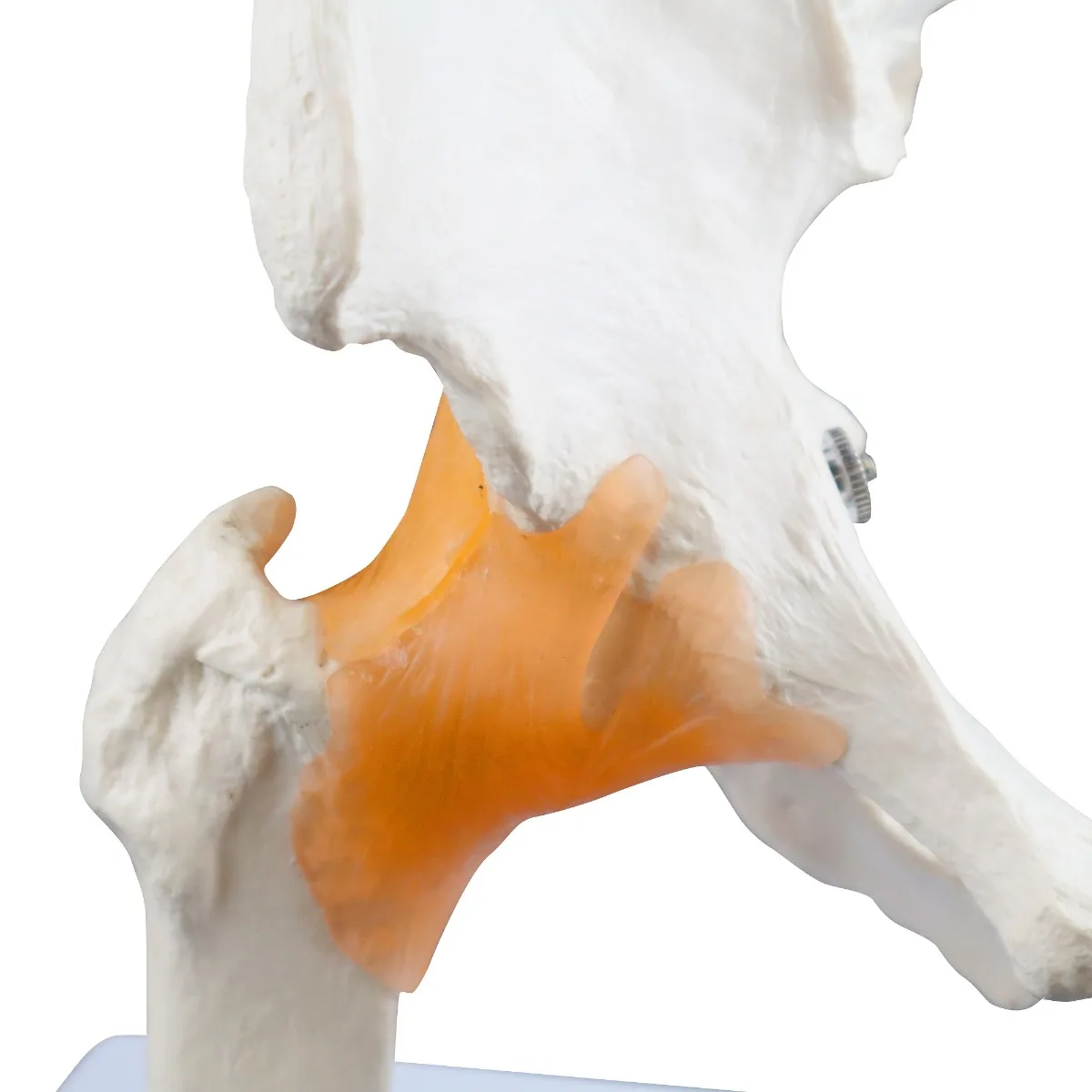 Hip Joint - Image 3