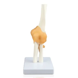 Elbow Joint