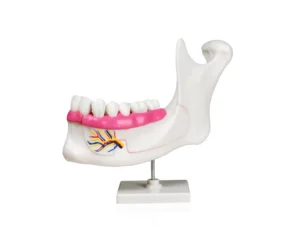 Dental Models