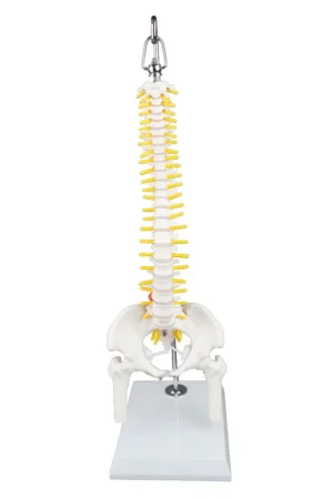 Mini Human Spinal Column