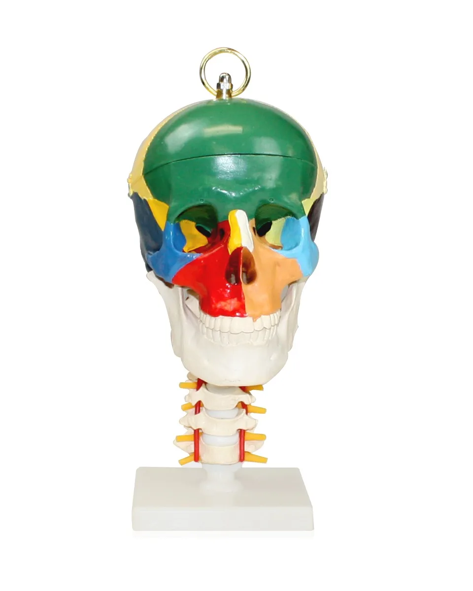Didactic Human Skull with Cervical Spine - Image 2