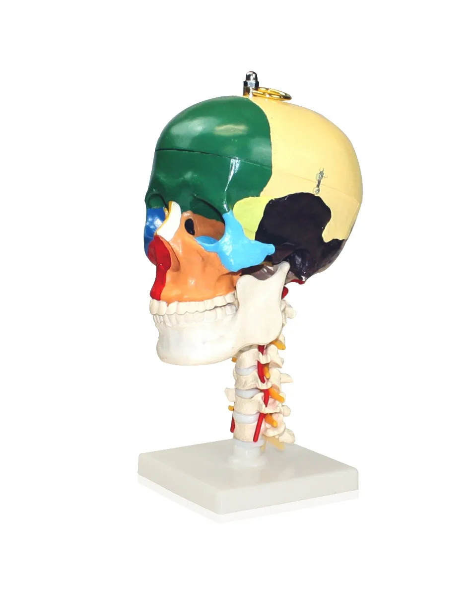 Didactic Human Skull with Cervical Spine - Image 3