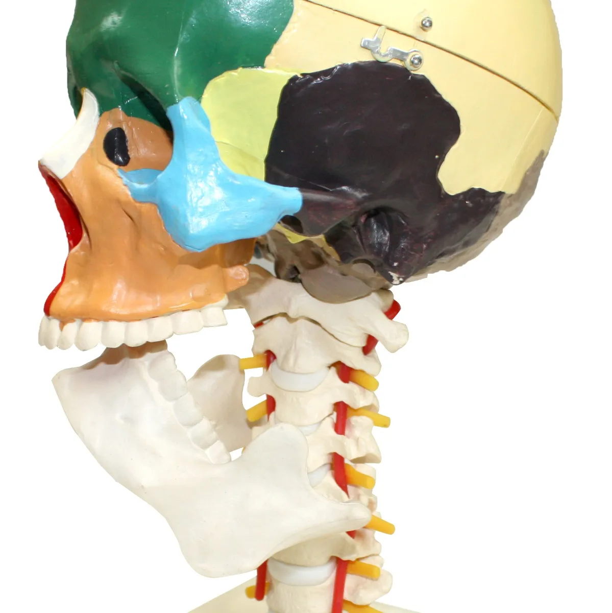 Didactic Human Skull with Cervical Spine - Image 5