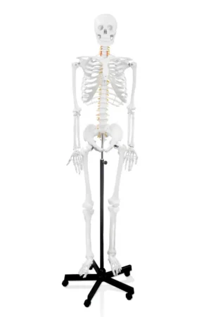 66" Full-Size Human Skeleton with Nerve Endings