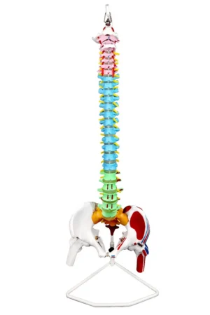 Life-Size Flexible Spinal Column with Color-Coded Regions and Muscles