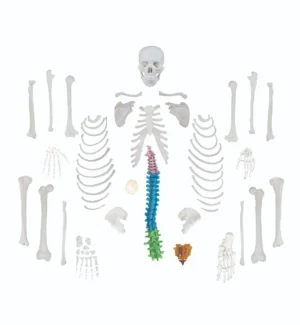 Full-Size Disarticulated Human Skeleton with Color-Coded Spinal Column