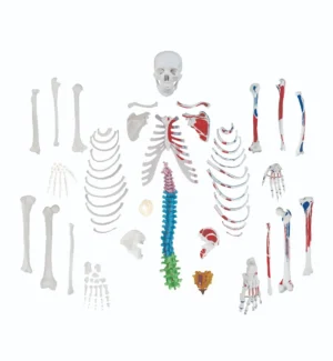 Full-Size Disarticulated Human Skeleton with Muscles & Color-Coded Spinal Column