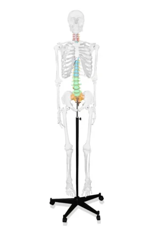 66" Full-Size Skeleton w/Color-Coded Spinal Column