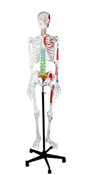 66" Full-Size Human Skeleton with Muscles & Color-Coded Vertebrae