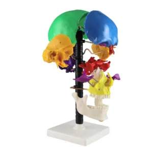 Multi-Color Beauchene Skull