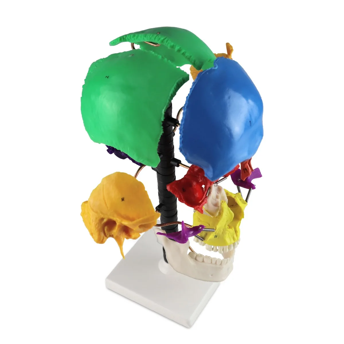 Multi-Color Beauchene Skull - Image 2