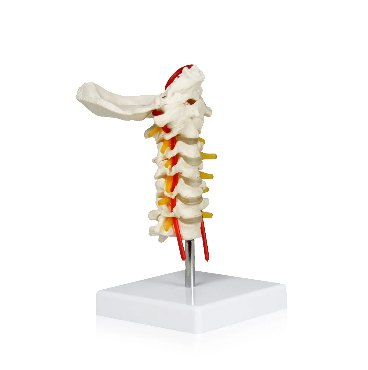 Cervical Spinal Column & Lumbar Spinal Column Set with Carrying Case - Image 2
