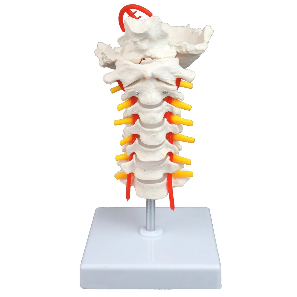 Cervical Spinal Column - Image 2