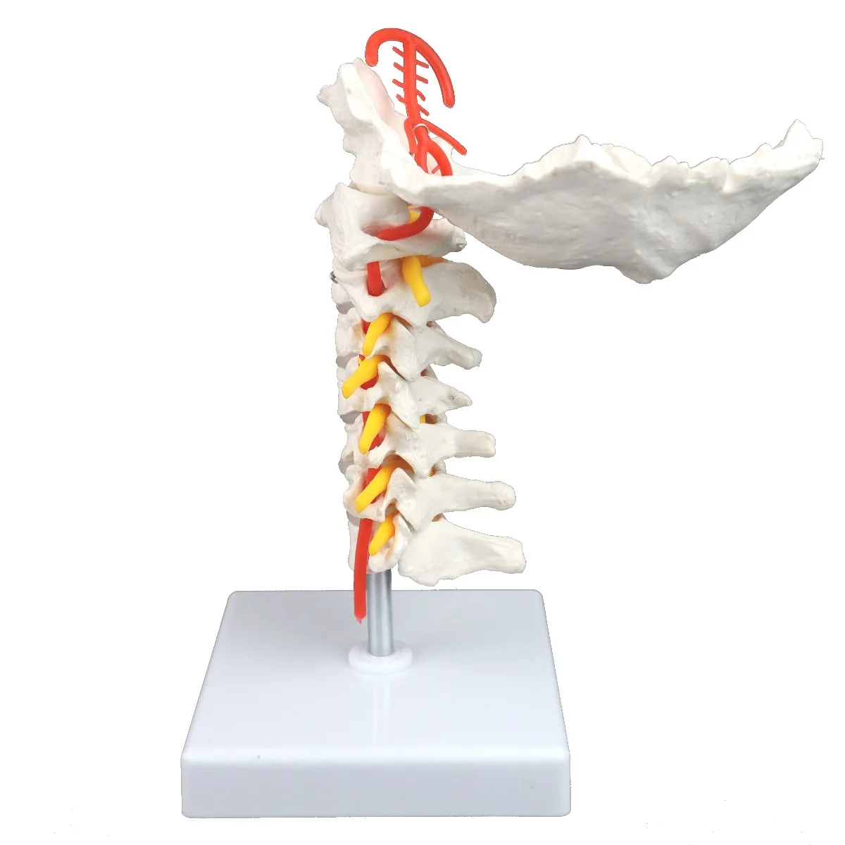 Cervical Spinal Column - Image 3