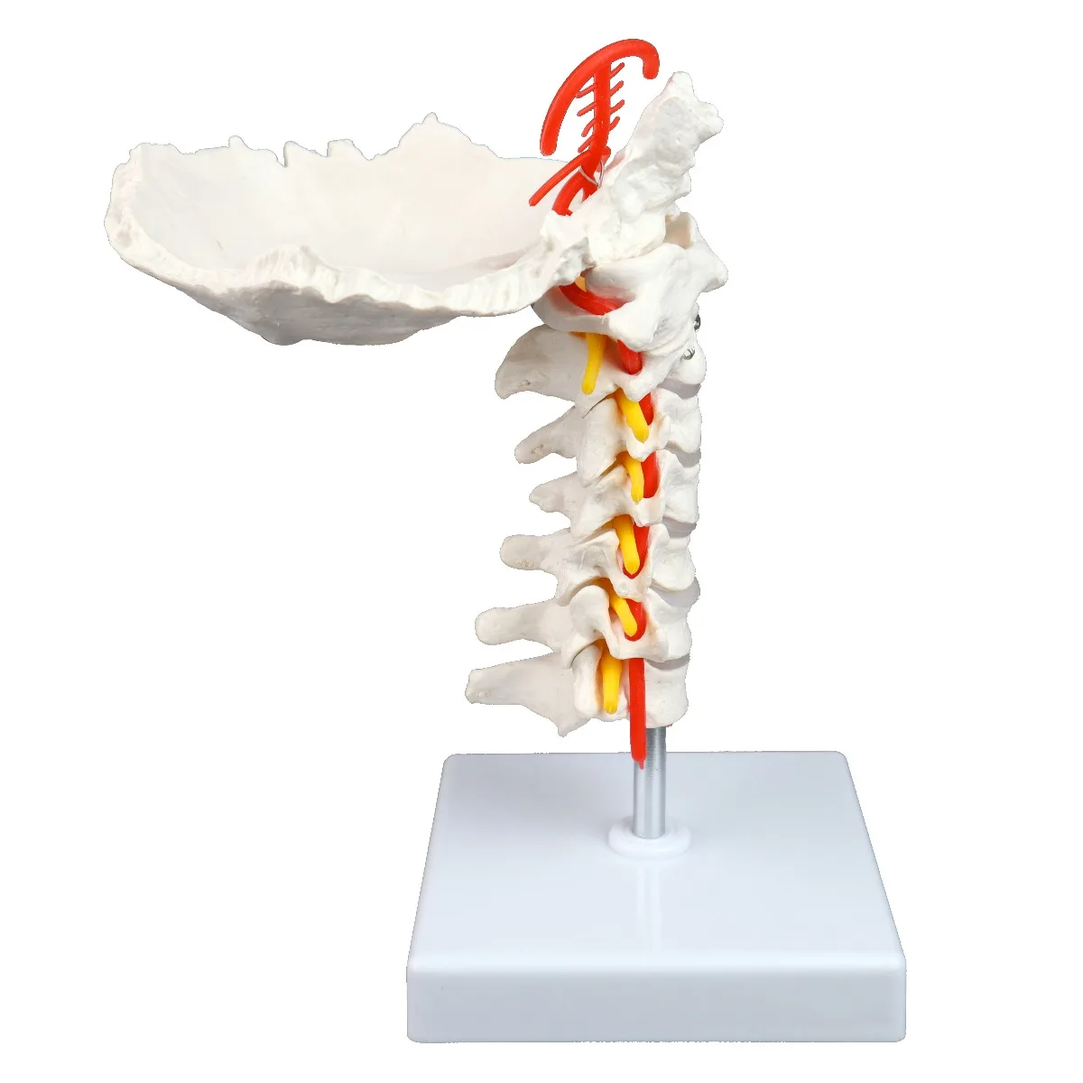 Cervical Spinal Column