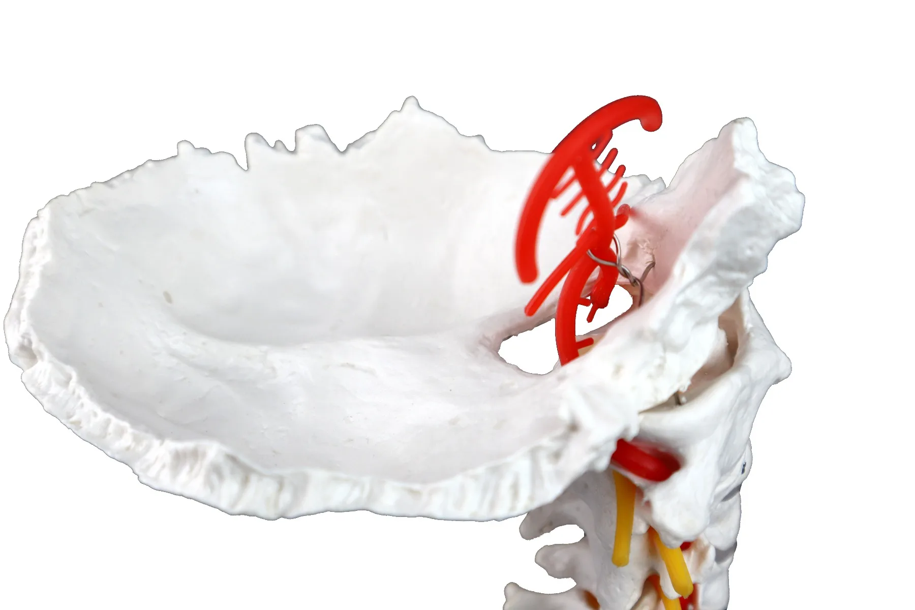 Cervical Spinal Column - Image 4