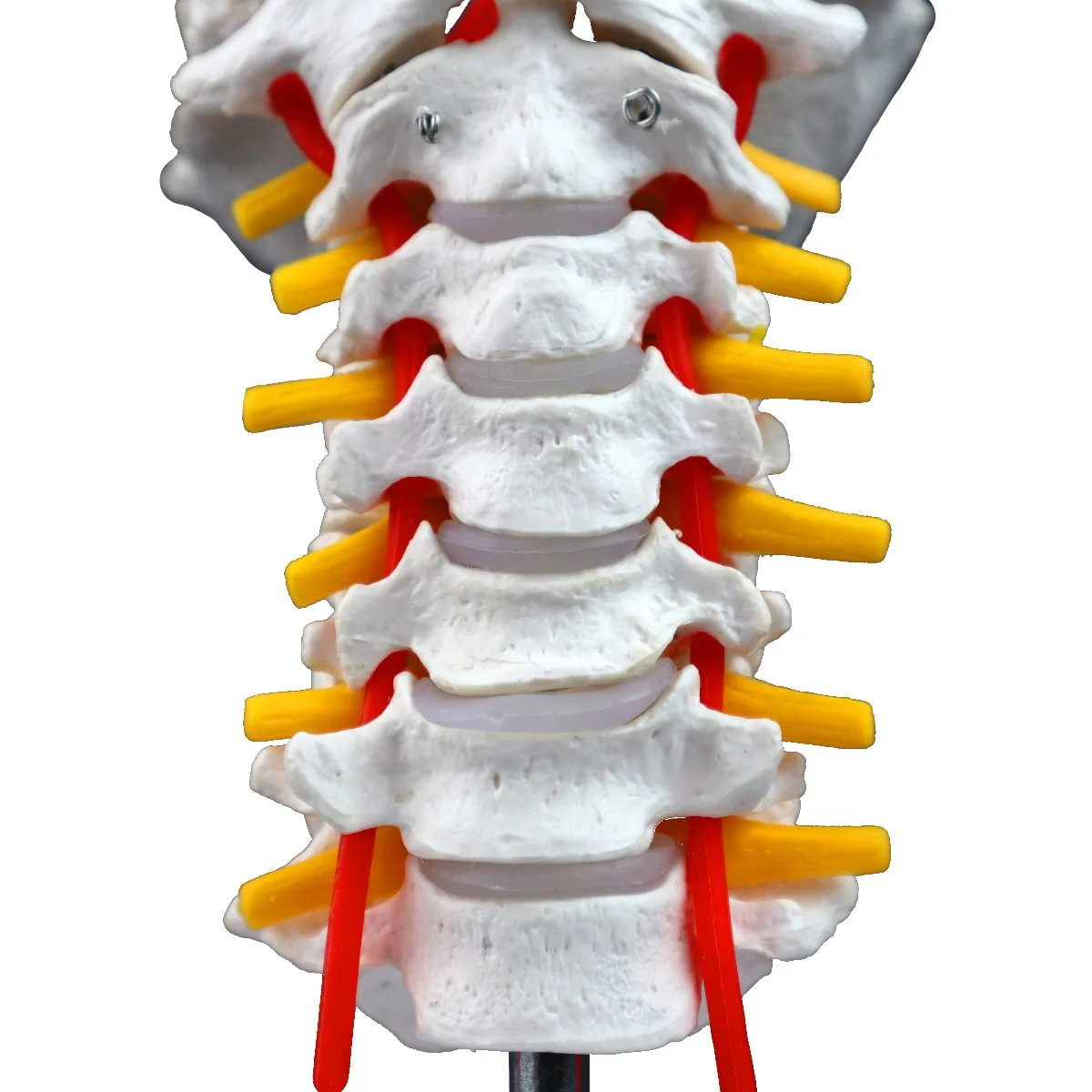 Cervical Spinal Column - Image 5