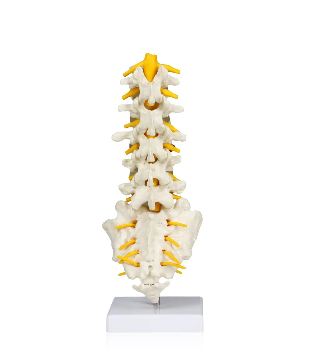 Lumbar Spinal Column - Image 3