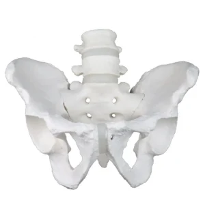 Male Pelvis Skeleton