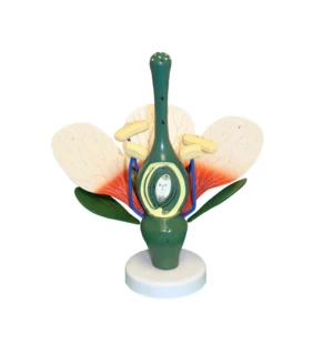 Dicot Flower Model