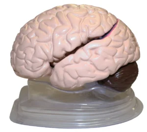 Brain Model, Life-Size - 8 Parts