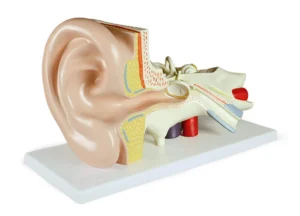 Ear Model, 3X Life-Size - 3 Parts