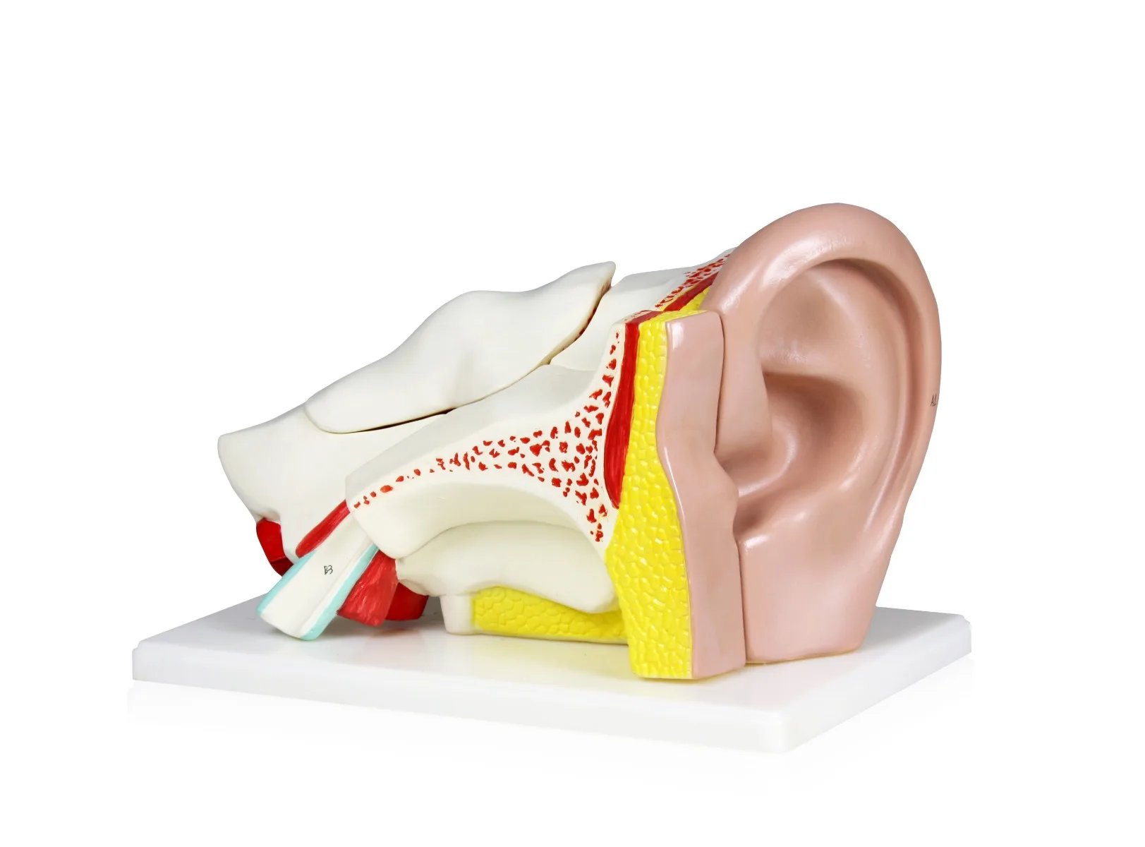 Ear Model, 4X Life-Size - 5 Parts