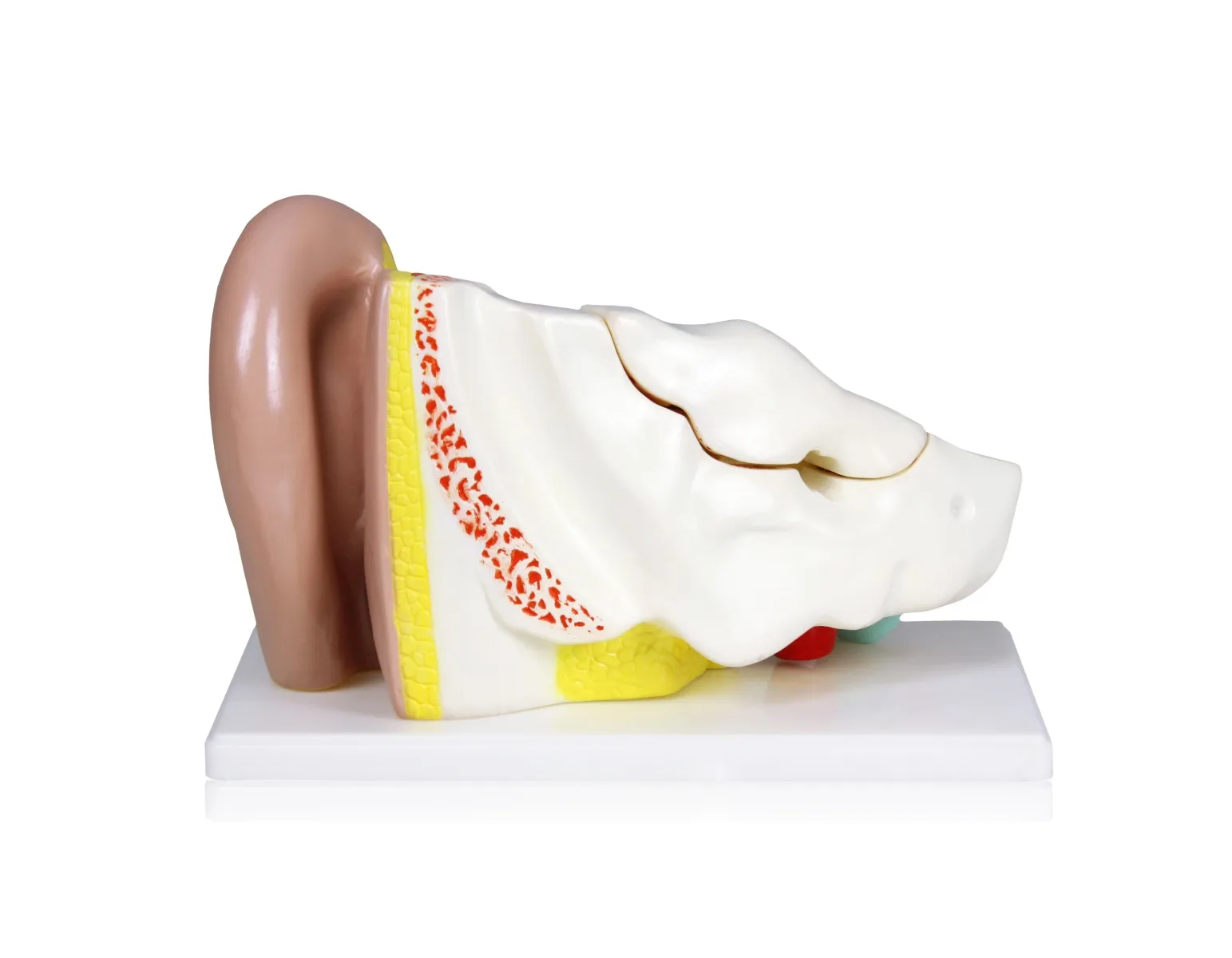 Ear Model, 4X Life-Size - 5 Parts - Image 2