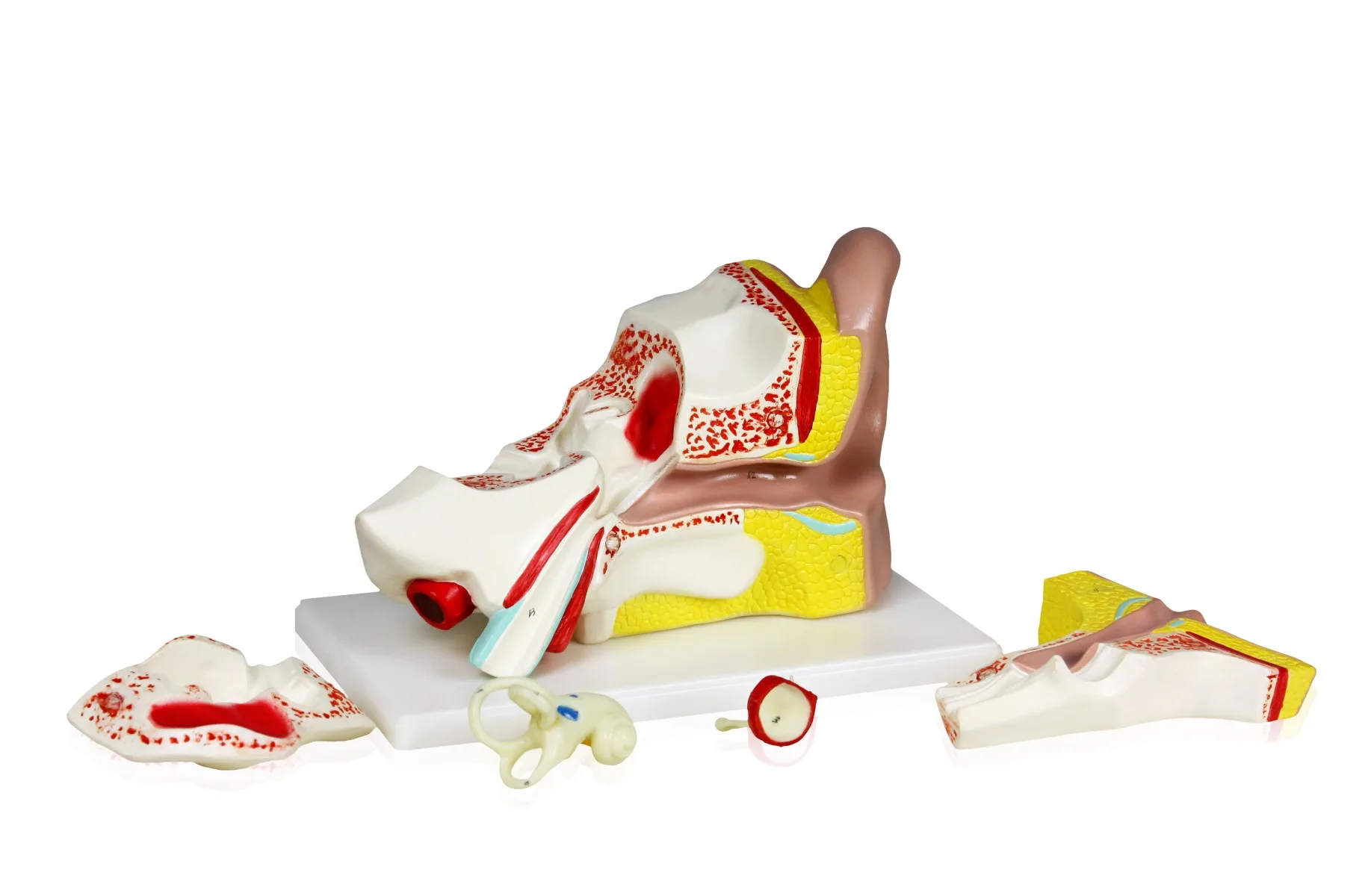 Ear Model, 4X Life-Size - 5 Parts - Image 3