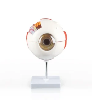 Eye Model, 6X Life-Size - 6 Parts