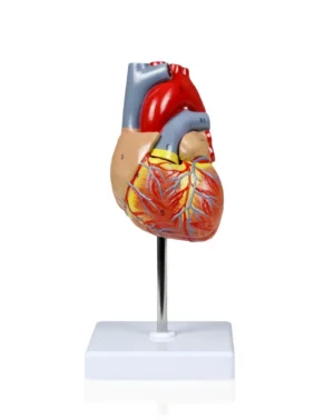 Heart Model, Life-Size - 2 Parts