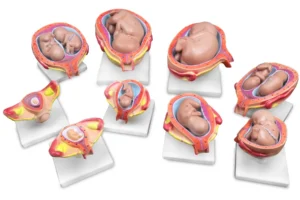 Reproductive System