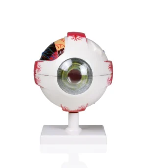 Eye Model, 4X Life-Size - 7 Parts