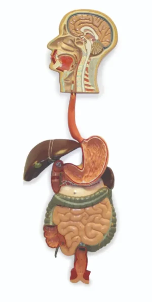 Digestive System, Life-Size - 2 Parts