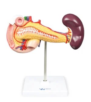 Pancreas, Duodenum, & Spleen
