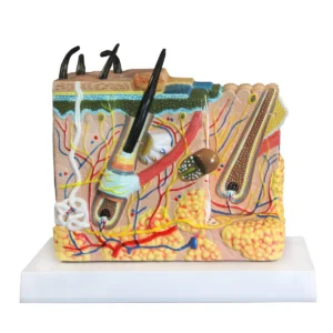 Skin Model