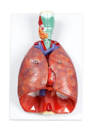 Respiratory System