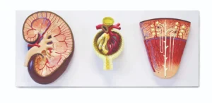 Urinary System