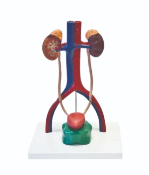 Free Standing Male Urinary System