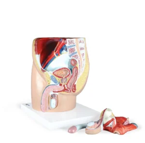 Male Pelvis, Life-Size - 4 Parts