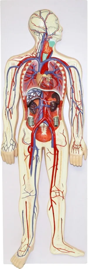 Human Circulatory System