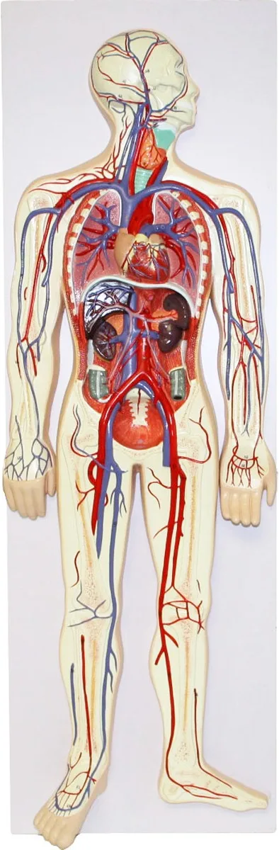 Human Circulatory System