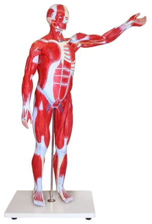 Muscular Figure - 85cm, 27 Parts