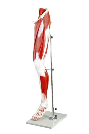 Muscles of Human Leg - 13 Parts