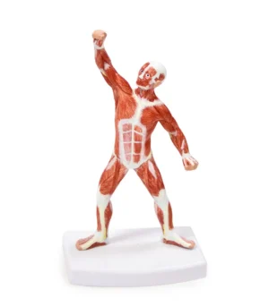 Muscular Figure - 20cm