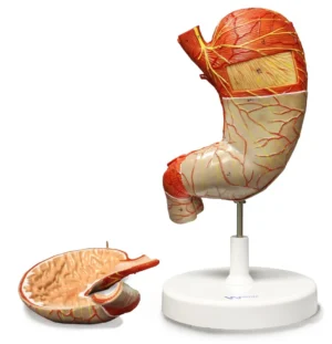 Stomach Model, 2X Life-Size - 2 Parts