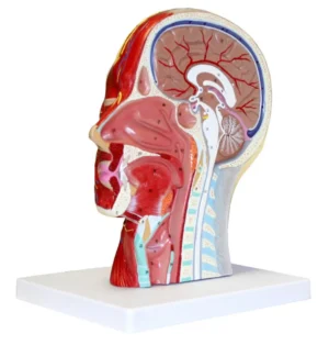 Head & Neck