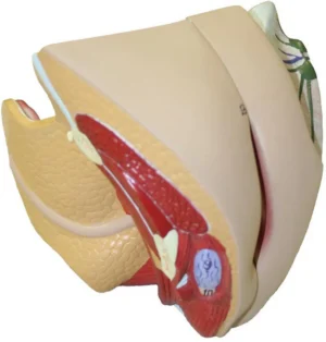 Female Genital Organs, Life-Size - 4 Parts